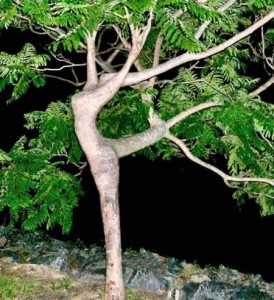 dryad